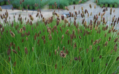 pennisetum massaicum "Red Bunny Tails"